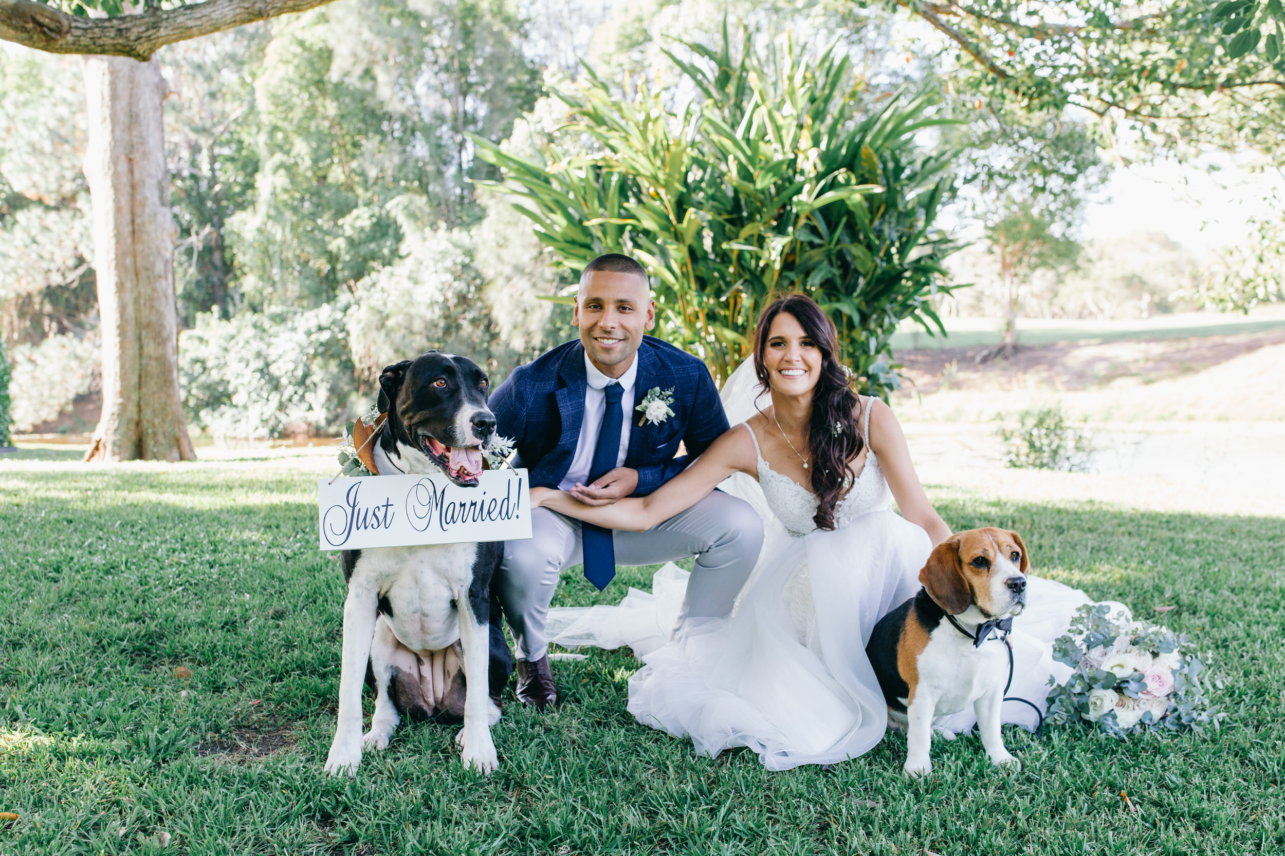 wedding dogs puppies pets at wedding