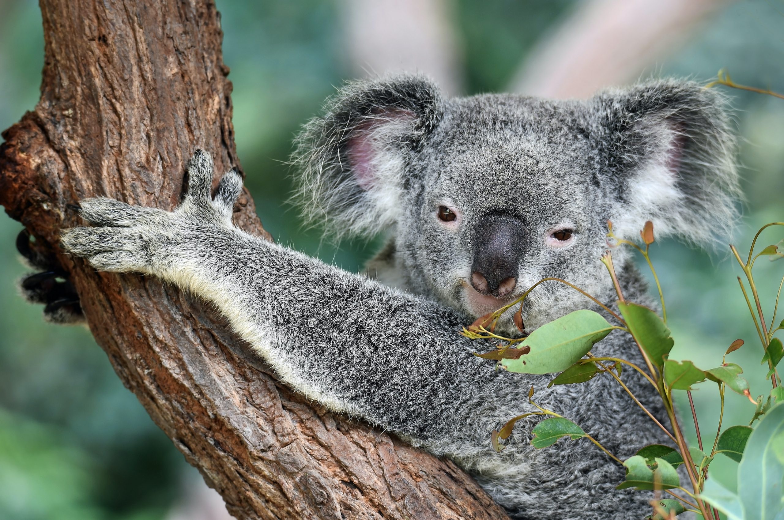 koala hanging in a tree